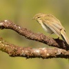 Budnicek vetsi - Phylloscopus trochilus - Willow Warbler 8391